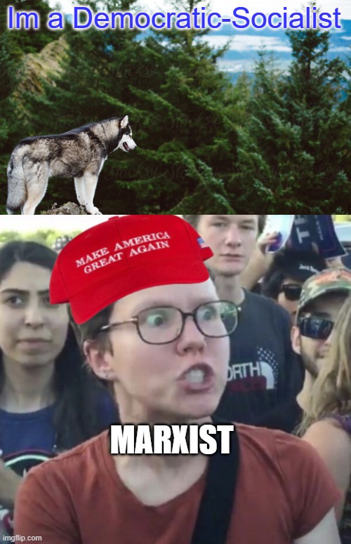 Im a Democratic-Socialist; MARXIST | image tagged in husky,maga loser | made w/ Imgflip meme maker