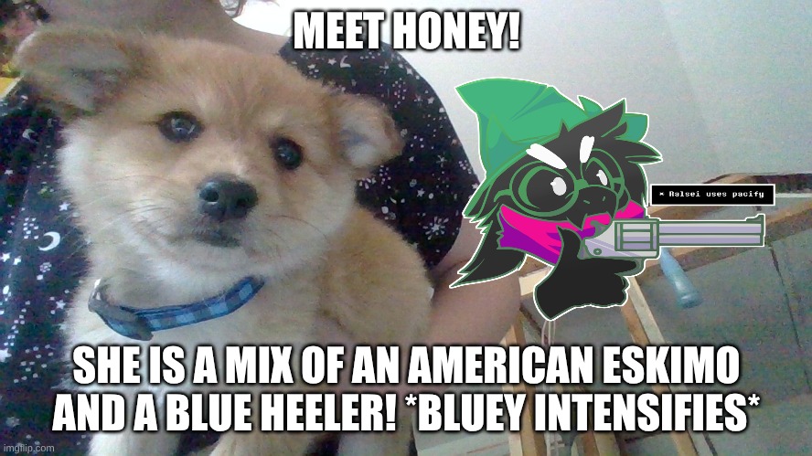 MEET HONEY! SHE IS A MIX OF AN AMERICAN ESKIMO AND A BLUE HEELER! *BLUEY INTENSIFIES* | made w/ Imgflip meme maker