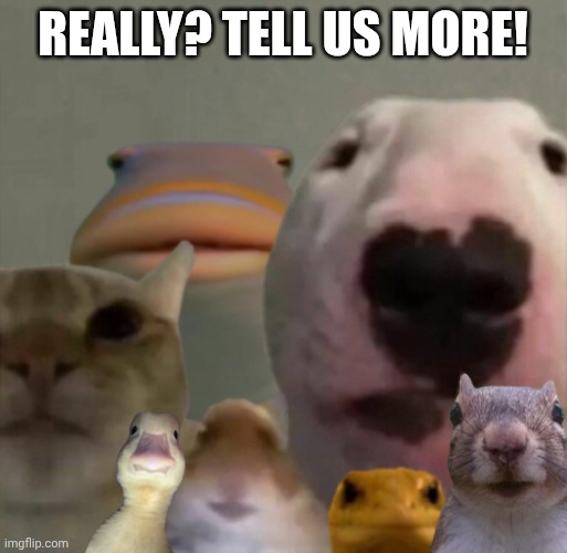 The council remastered | REALLY? TELL US MORE! | image tagged in the council remastered | made w/ Imgflip meme maker