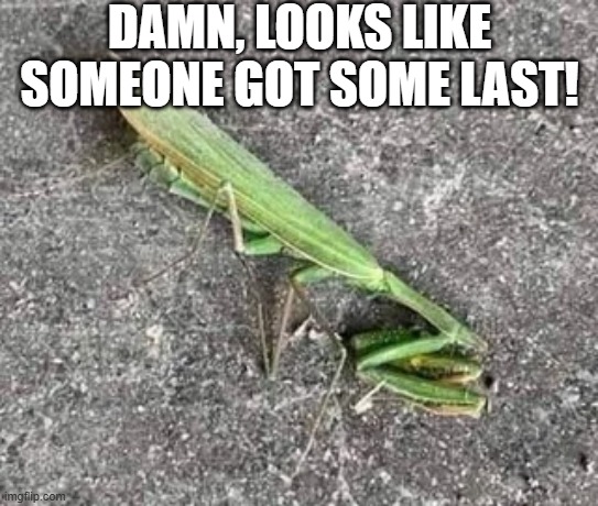 Preying | DAMN, LOOKS LIKE SOMEONE GOT SOME LAST! | image tagged in dark humor | made w/ Imgflip meme maker