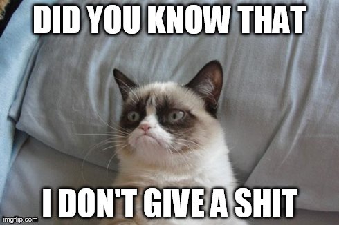 Grumpy Cat Bed | DID YOU KNOW THAT I DON'T GIVE A SHIT | image tagged in memes,grumpy cat bed,grumpy cat | made w/ Imgflip meme maker