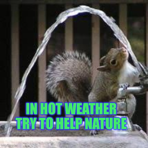 Thirsty Squirrel | IN HOT WEATHER TRY TO HELP NATURE | image tagged in thirsty squirrel | made w/ Imgflip meme maker