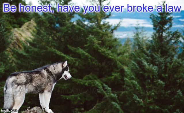 Husky | Be honest, have you ever broke a law | image tagged in husky | made w/ Imgflip meme maker