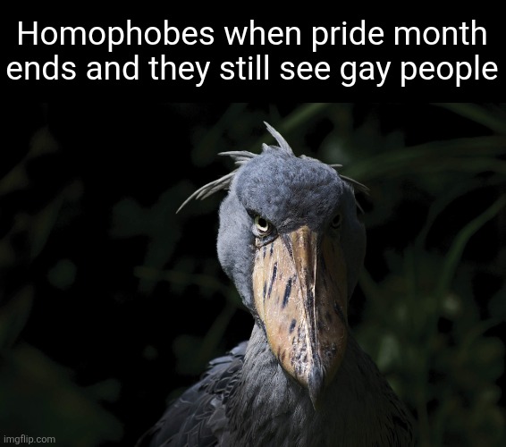 we ain't no limited time event broski </3 | Homophobes when pride month ends and they still see gay people | made w/ Imgflip meme maker