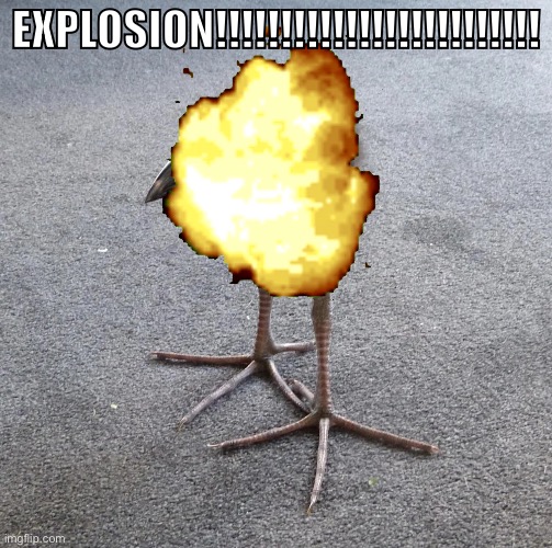 DAMN!!! bird | EXPLOSION!!!!!!!!!!!!!!!!!!!!!!!!! | image tagged in damn bird | made w/ Imgflip meme maker
