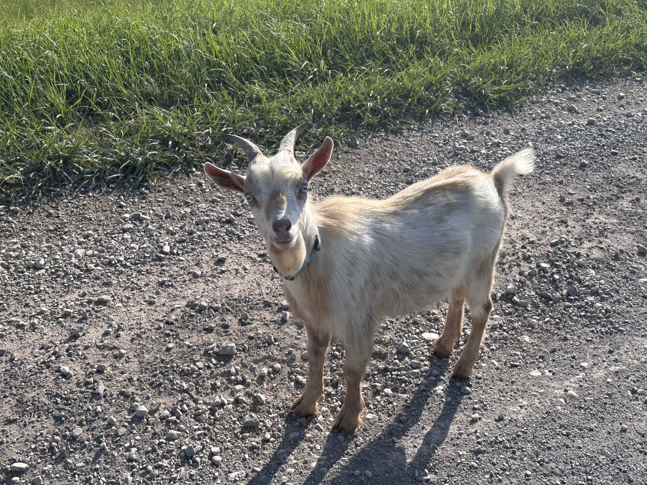 Goat Blank Meme Template