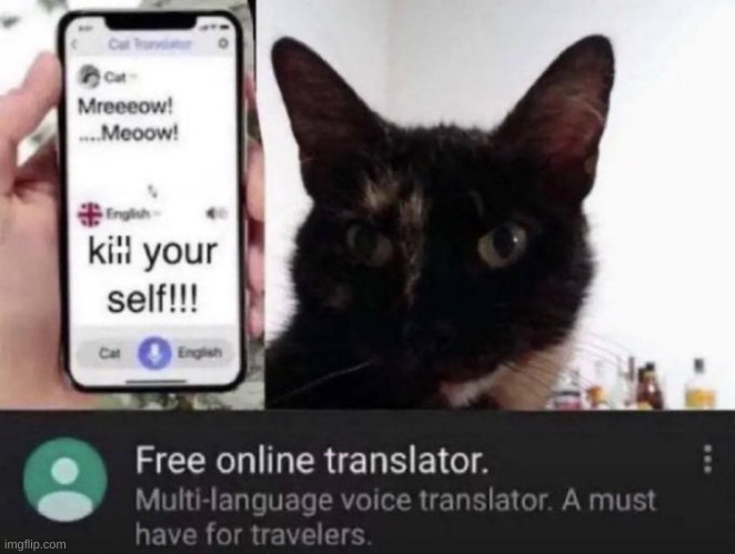 free cat translator :) | image tagged in cat,meow meow | made w/ Imgflip meme maker