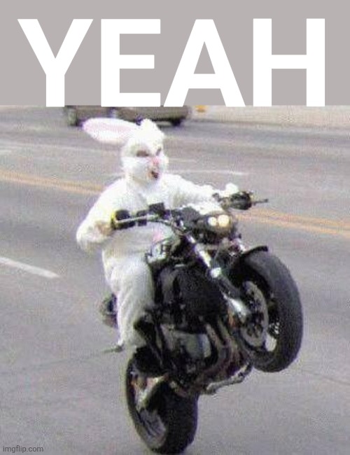 Funny bunny motorcycle wheelie | YEAH | image tagged in funny bunny motorcycle wheelie | made w/ Imgflip meme maker