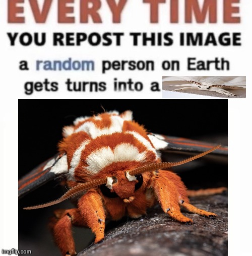 moth repost image | image tagged in moth | made w/ Imgflip meme maker