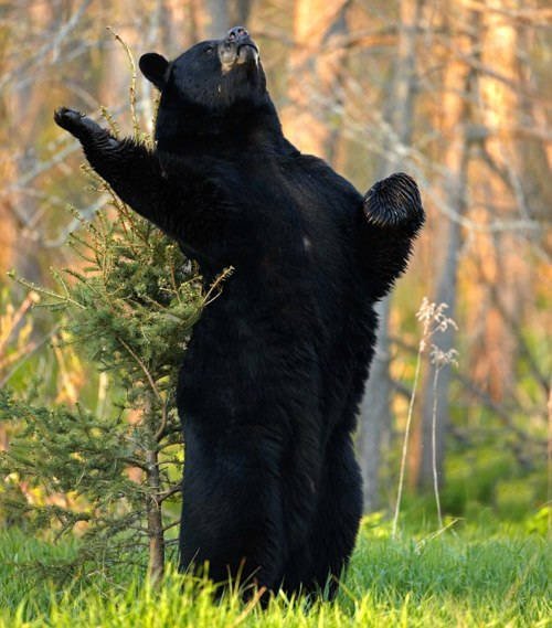 Opera Bear Blank Meme Template