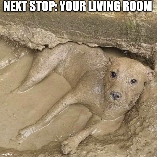 Next Stop: Your Living Room | NEXT STOP: YOUR LIVING ROOM | image tagged in chrisjoines1 | made w/ Imgflip meme maker