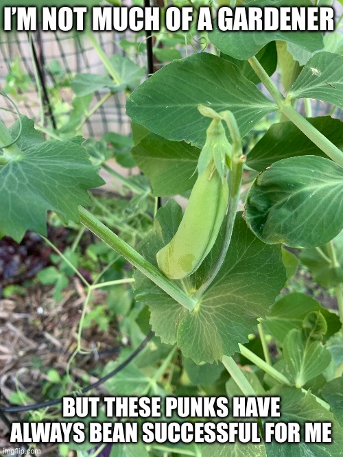 Gardening | I’M NOT MUCH OF A GARDENER; BUT THESE PUNKS HAVE ALWAYS BEAN SUCCESSFUL FOR ME | image tagged in beans,punk,gardening,dad joke,bad pun | made w/ Imgflip meme maker
