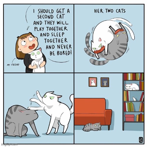 Yep, so true… | image tagged in cats,comics/cartoons,two cats | made w/ Imgflip meme maker