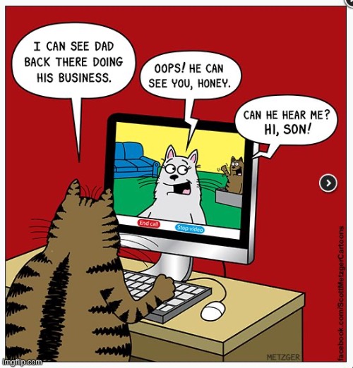 They’re a close family… | image tagged in cats,comics/cartoons,facetime,family | made w/ Imgflip meme maker