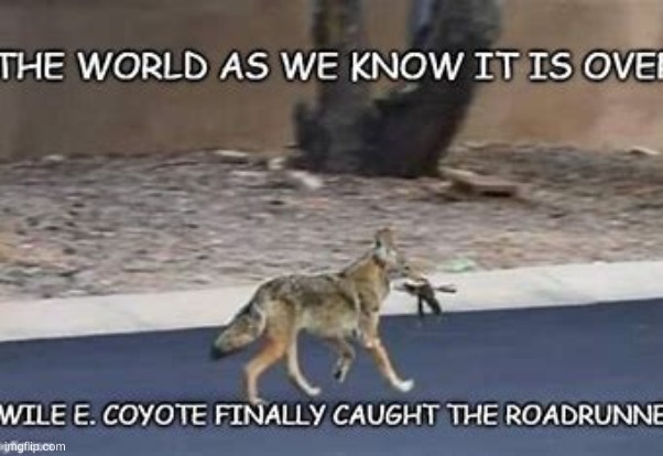noooooo | image tagged in roadrunner | made w/ Imgflip meme maker