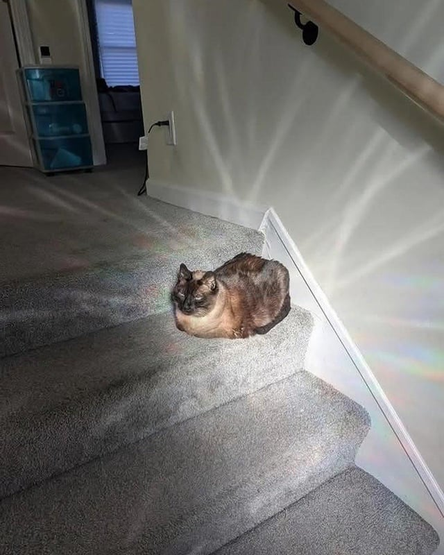 High Quality holy cat Blank Meme Template