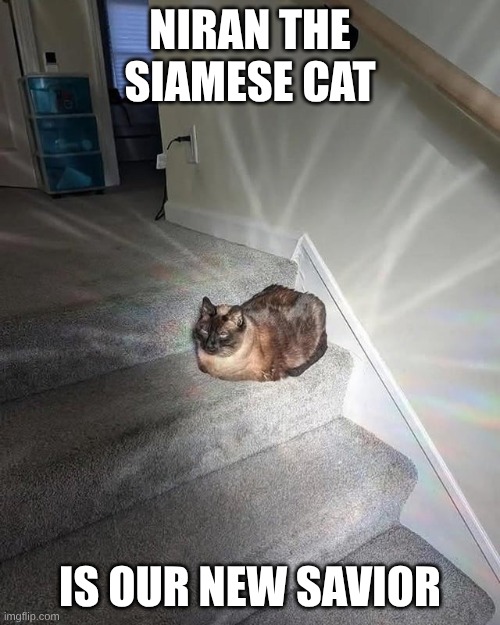holy cat | NIRAN THE SIAMESE CAT; IS OUR NEW SAVIOR | image tagged in holy cat | made w/ Imgflip meme maker