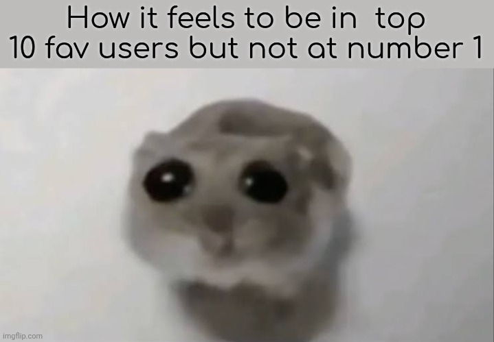 Sad Hamster | How it feels to be in  top 10 fav users but not at number 1 | image tagged in sad hamster | made w/ Imgflip meme maker