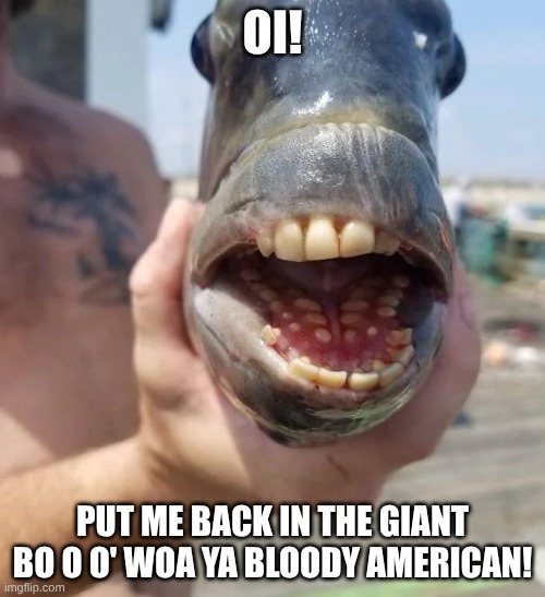 I bet it eats shrimp, thinking they're crumpets | OI! PUT ME BACK IN THE GIANT BO O O' WOA YA BLOODY AMERICAN! | image tagged in well at least british fish | made w/ Imgflip meme maker