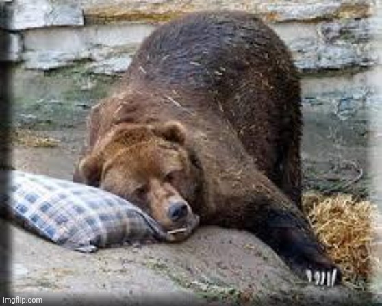 Hibernation Bear | image tagged in hibernation bear | made w/ Imgflip meme maker