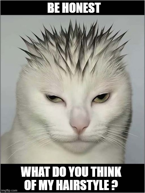 Spiky ! | BE HONEST; WHAT DO YOU THINK
OF MY HAIRSTYLE ? | image tagged in cats,hairstyle,spiky | made w/ Imgflip meme maker