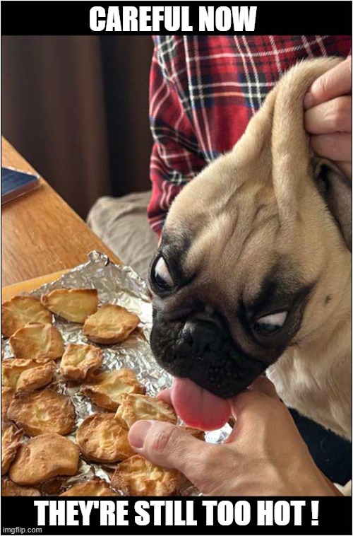 Just Out Of The Oven ... | CAREFUL NOW; THEY'RE STILL TOO HOT ! | image tagged in dogs,treats,too hot | made w/ Imgflip meme maker