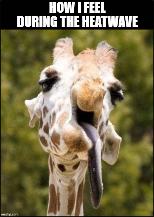 When It's Too Hot Out There ... | HOW I FEEL DURING THE HEATWAVE | image tagged in heatwave,giraffe | made w/ Imgflip meme maker