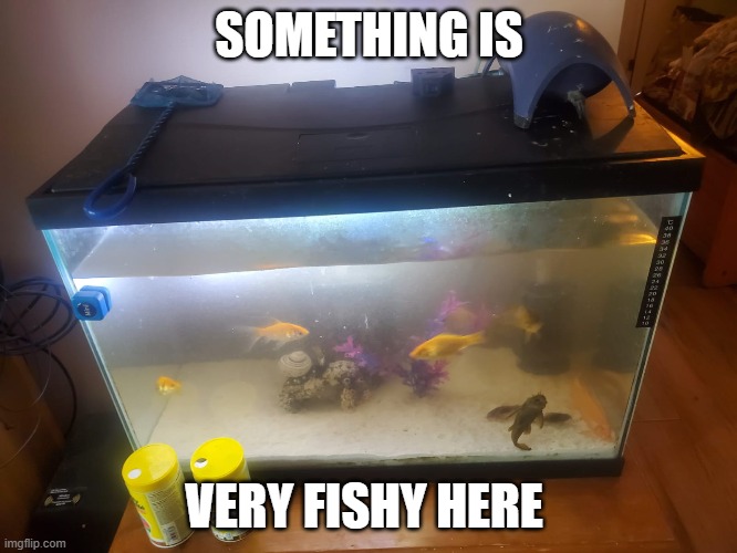 Something Fishy | SOMETHING IS; VERY FISHY HERE | image tagged in fishy | made w/ Imgflip meme maker