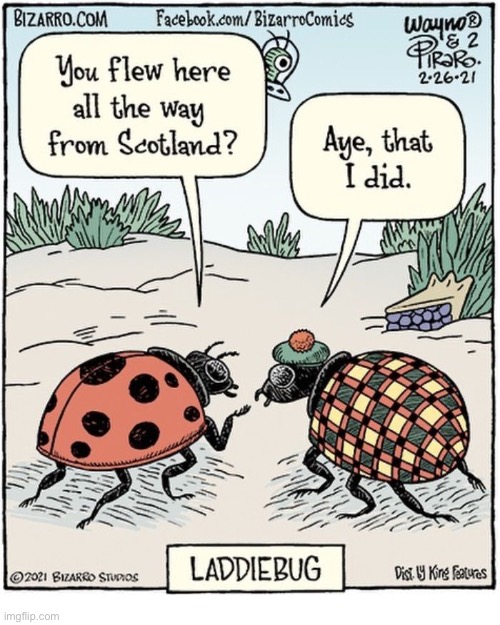 Bizarro Comics | image tagged in comics,bizarro comics,ladybugs,scottish,laddiebug | made w/ Imgflip meme maker