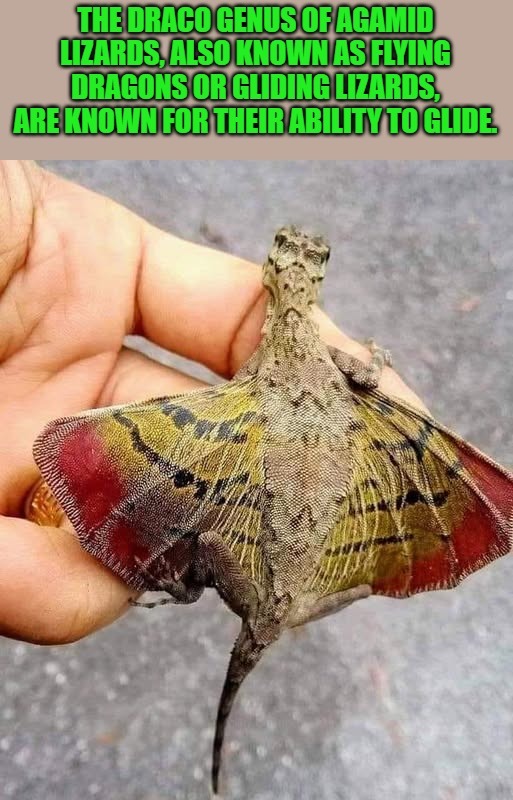 Dragons are real! | image tagged in dungeons and dragons,kewlew | made w/ Imgflip meme maker
