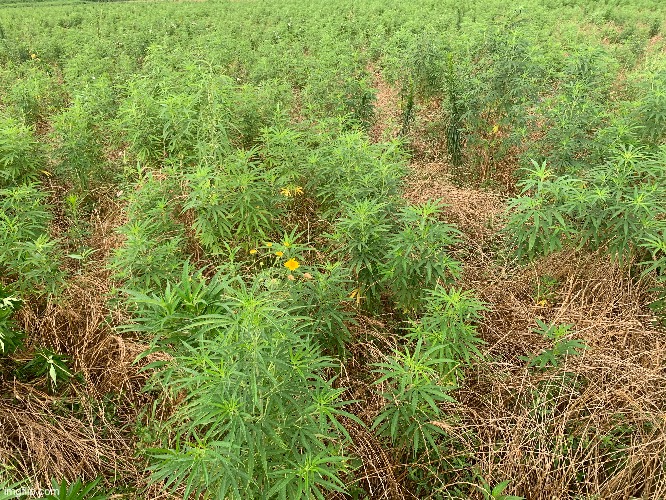 Mmmm hemp yum | made w/ Imgflip meme maker