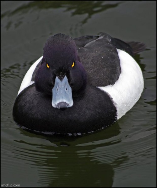 duk | image tagged in hi res angry advice mallard | made w/ Imgflip meme maker