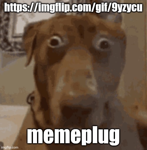 https://imgflip.com/gif/9yzycu | https://imgflip.com/gif/9yzycu; memeplug | image tagged in wtf | made w/ Imgflip meme maker