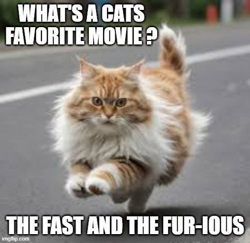 This cats favorite movie is "The Fast and the Furr-ious". | WHAT'S A CATS FAVORITE MOVIE ? THE FAST AND THE FUR-IOUS | image tagged in cats,funny,kittens,movies,play on words,humor | made w/ Imgflip meme maker