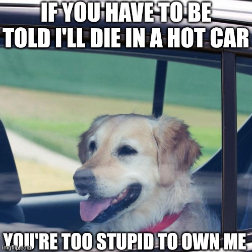 If You Have To Be Told I'll Die In A Hot Car You're Too Stupid To Own Me | IF YOU HAVE TO BE TOLD I'LL DIE IN A HOT CAR; YOU'RE TOO STUPID TO OWN ME | image tagged in chrisjoines1 | made w/ Imgflip meme maker