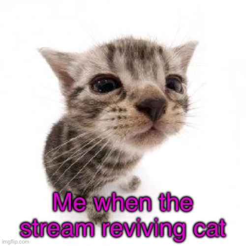 Casually revives the stream with a goofy ahh cat | Me when the stream reviving cat | image tagged in el gatito,rule 9 says i can post this | made w/ Imgflip meme maker