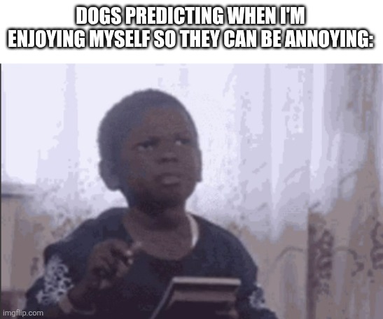 I do love dogs though | DOGS PREDICTING WHEN I'M ENJOYING MYSELF SO THEY CAN BE ANNOYING: | image tagged in calculator kid,dogs,memes,relatable | made w/ Imgflip meme maker