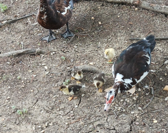 baby ducks | made w/ Imgflip meme maker