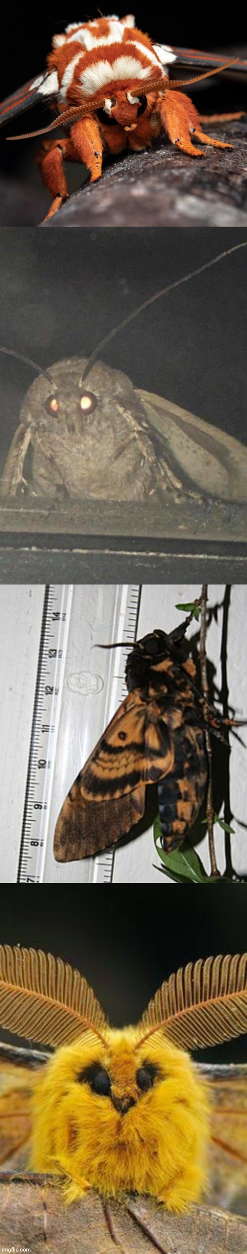 image tagged in blegggghhhh,moth | made w/ Imgflip meme maker
