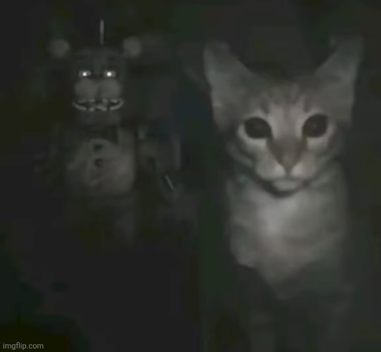 image tagged in memes,shitpost,cat,oh wow are you actually reading these tags | made w/ Imgflip meme maker
