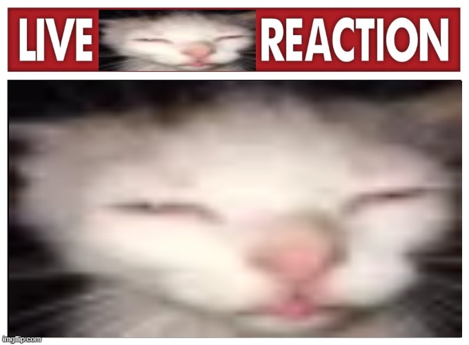 Live sleepycat Reaction | made w/ Imgflip meme maker
