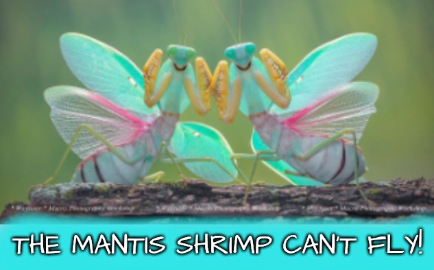 Hecklers | THE MANTIS SHRIMP CAN'T FLY! | image tagged in hecklers | made w/ Imgflip meme maker
