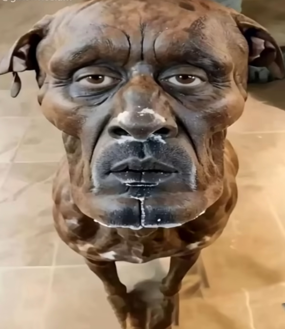 Serious doggie Blank Meme Template