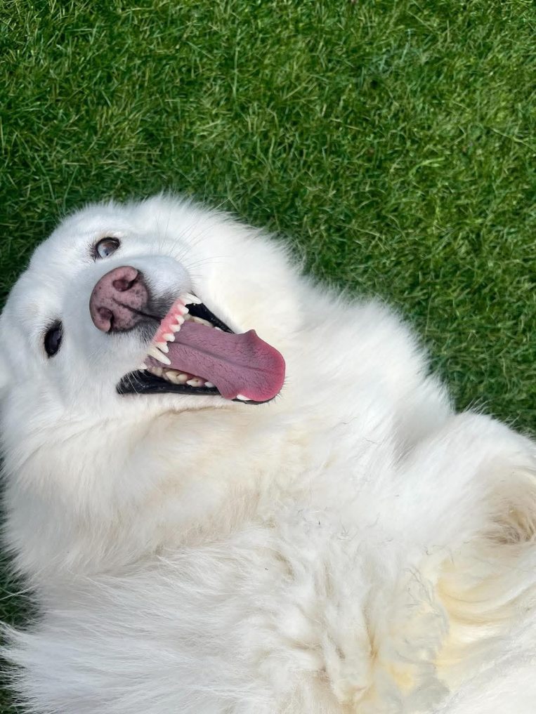Derp dog Blank Meme Template