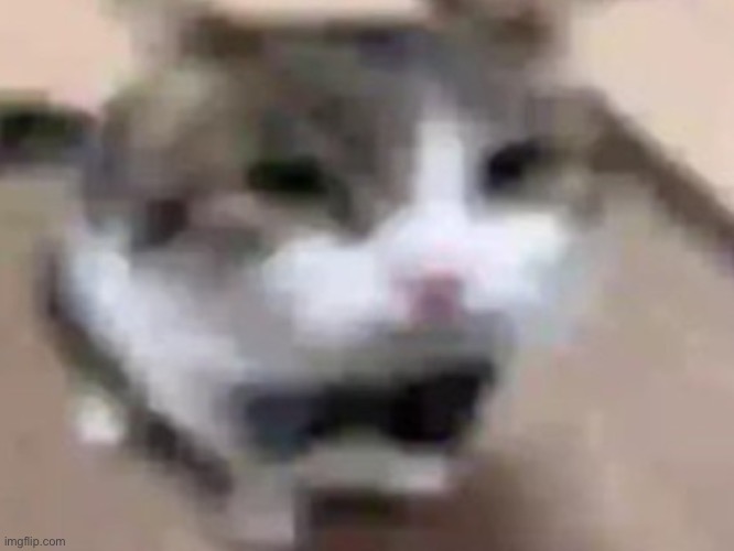 gatito | image tagged in el gatito | made w/ Imgflip meme maker