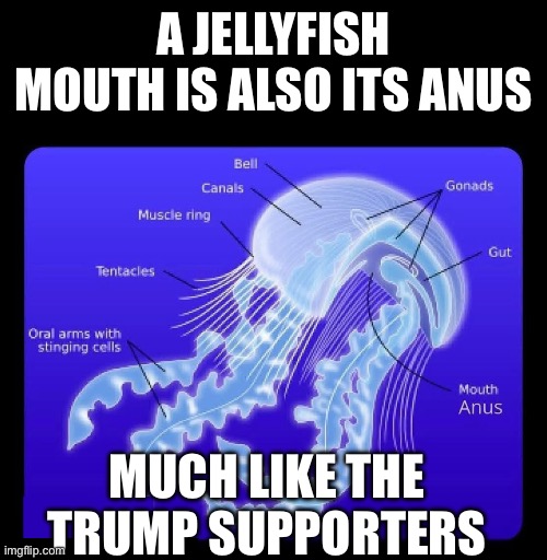 Trump supporters are like a jellyfish | A JELLYFISH MOUTH IS ALSO ITS ANUS; MUCH LIKE THE TRUMP SUPPORTERS | image tagged in donald trump,trump supporters,maga,right wing,republicans | made w/ Imgflip meme maker