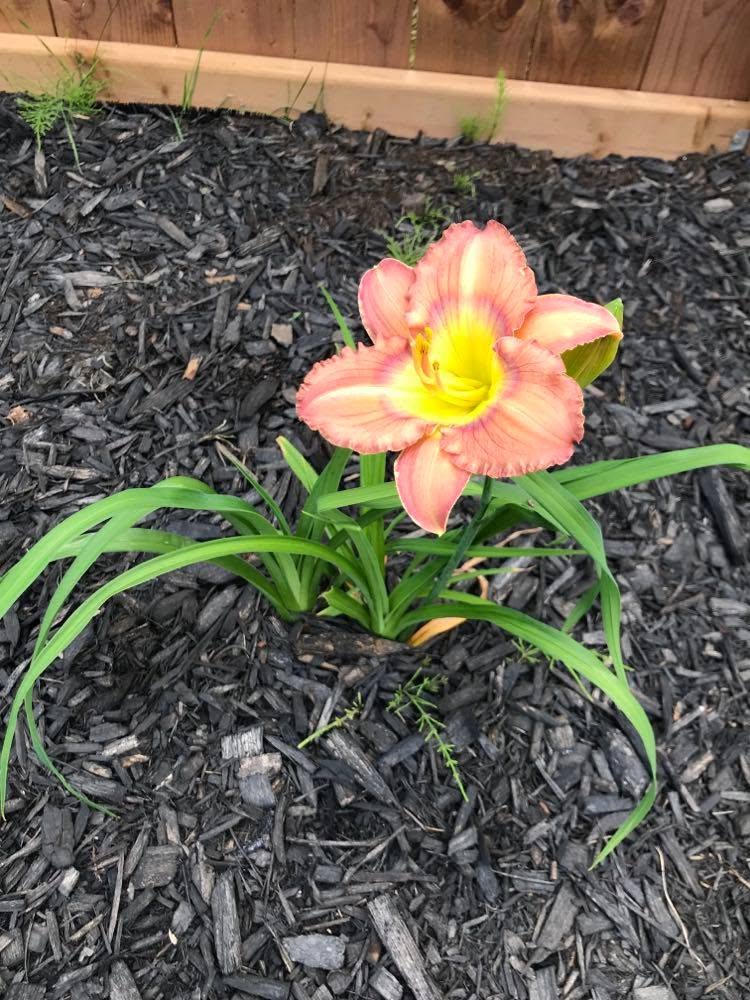 flower Blank Meme Template