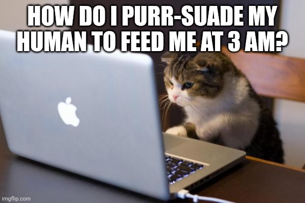 Cat using computer | HOW DO I PURR-SUADE MY HUMAN TO FEED ME AT 3 AM? | image tagged in cat using computer | made w/ Imgflip meme maker
