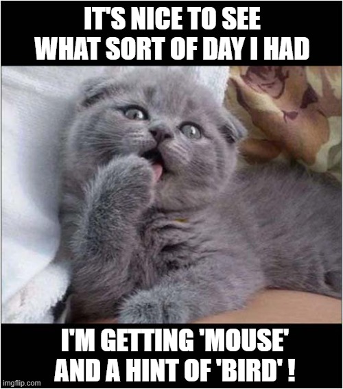 Why Cats Lick Their Paws ! | IT'S NICE TO SEE WHAT SORT OF DAY I HAD; I'M GETTING 'MOUSE' AND A HINT OF 'BIRD' ! | image tagged in cats,kitten,licking,claws | made w/ Imgflip meme maker