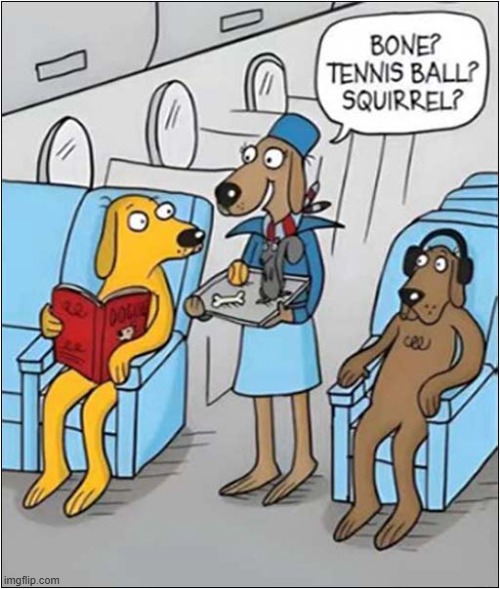 In Flight Entertainment ? | image tagged in dogs,in flight,entertainment | made w/ Imgflip meme maker